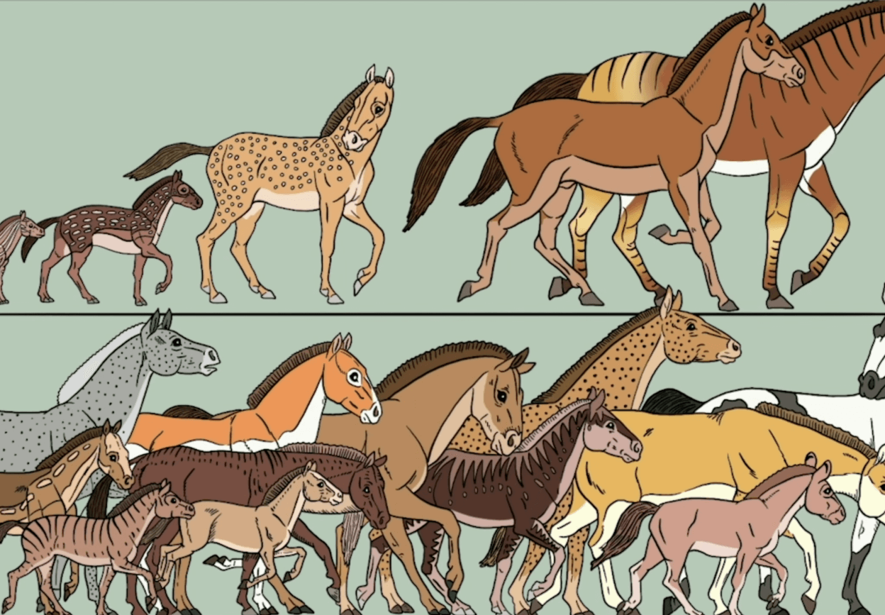 Geschiedenis van paarden