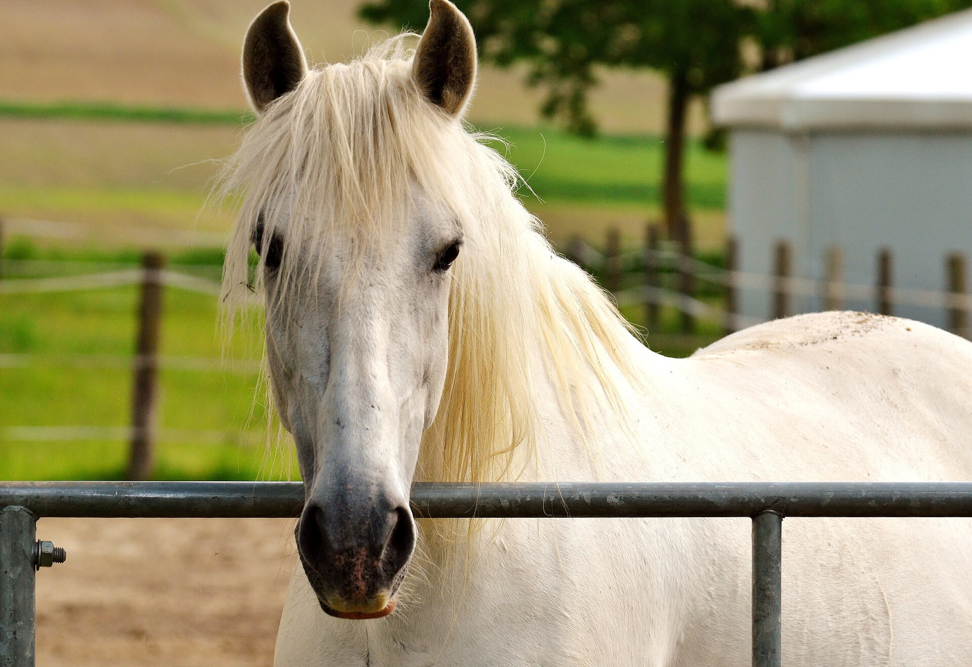 Wat voor soort paard is Amerigo?
