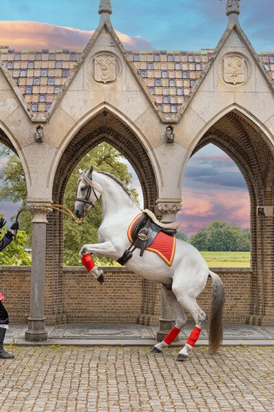 Hoe oud wordt het paard van Sinterklaas?